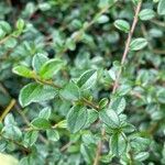 Cotoneaster dammeriLeaf