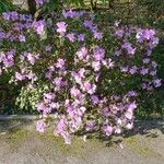 Rhododendron dauricum Habit