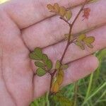 Phyllanthus urinaria Leaf