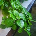 Plectranthus parviflorus Blad