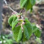 Ulmus glabra برگ