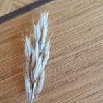 Bromus lanceolatus 果