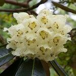 Rhododendron macabeanum Çiçek