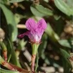 Lythrum junceum 花
