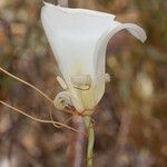 Calochortus simulans Λουλούδι