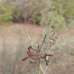 Indigofera oblongifolia Frucht