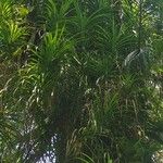 Grammatophyllum speciosum Lapas