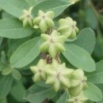 Exochorda racemosa Fruto