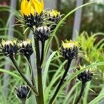 Helianthus salicifolius പുഷ്പം