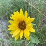 Helianthus petiolarisЦветок