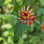 Zinnia peruvianaКветка