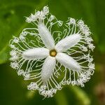 Trichosanthes cucumerina Blomst