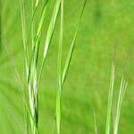 Arrhenatherum elatius 花