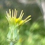 Scorzonera laciniata Fleur