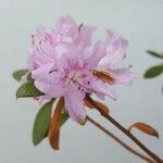 Rhododendron rubropilosum Flower