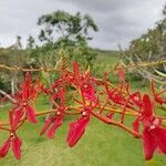 Renanthera coccinea Flower