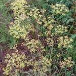 Peucedanum alsaticum Habit