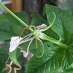 Cleome spinosa Flower