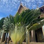 Ravenala madagascariensis Folha