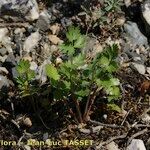 Ptychotis saxifraga Leaf