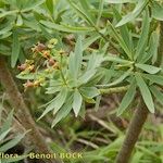 Euphorbia piscatoria Other