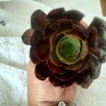 Aeonium arboreum 葉