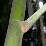 Cecropia insignis Corteza