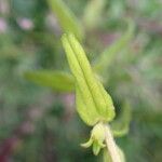 Odontites vulgaris Leaf