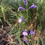 Lobelia urens फूल