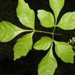 Serjania membranacea Лист