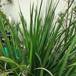 Dietes bicolor Blüte