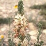 Oenothera suffrutescens Flor