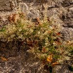 Eragrostis minor Flor