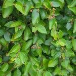 Cotoneaster acutifolius Leaf