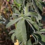 Silene exaltata Leaf