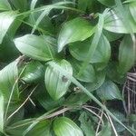 Polygonatum latifolium 葉