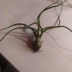 Tillandsia bulbosa List