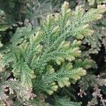 Selaginella eublepharis Φύλλο