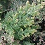 Selaginella eublepharis