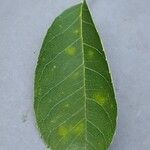 Amelanchier canadensis Leaf