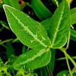 Vigna vexillata Folha