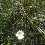 Pinguicula alpina Flor