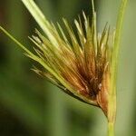 Carex bohemica Çiçek
