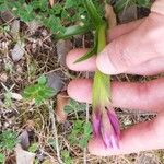 Anacamptis papilionaceaBlüte