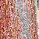 Ficus cordata Corteza
