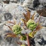 Sambucus racemosaBlomma