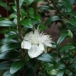 Myrtus communis Flower