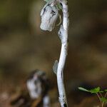 Monotropa unifloraKvet