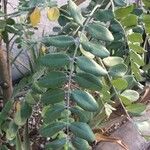 Sophora tomentosa 葉