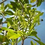 Myodocarpus involucratus Cvet